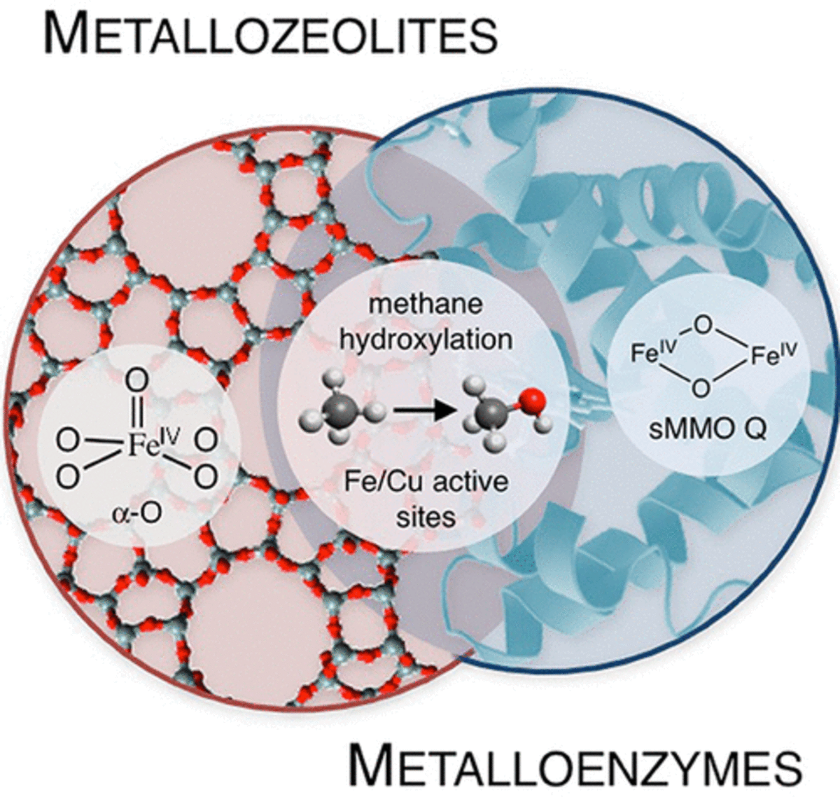 Iron and Copper Active Sites in Zeolites and Their Correlation to Metalloenzymes