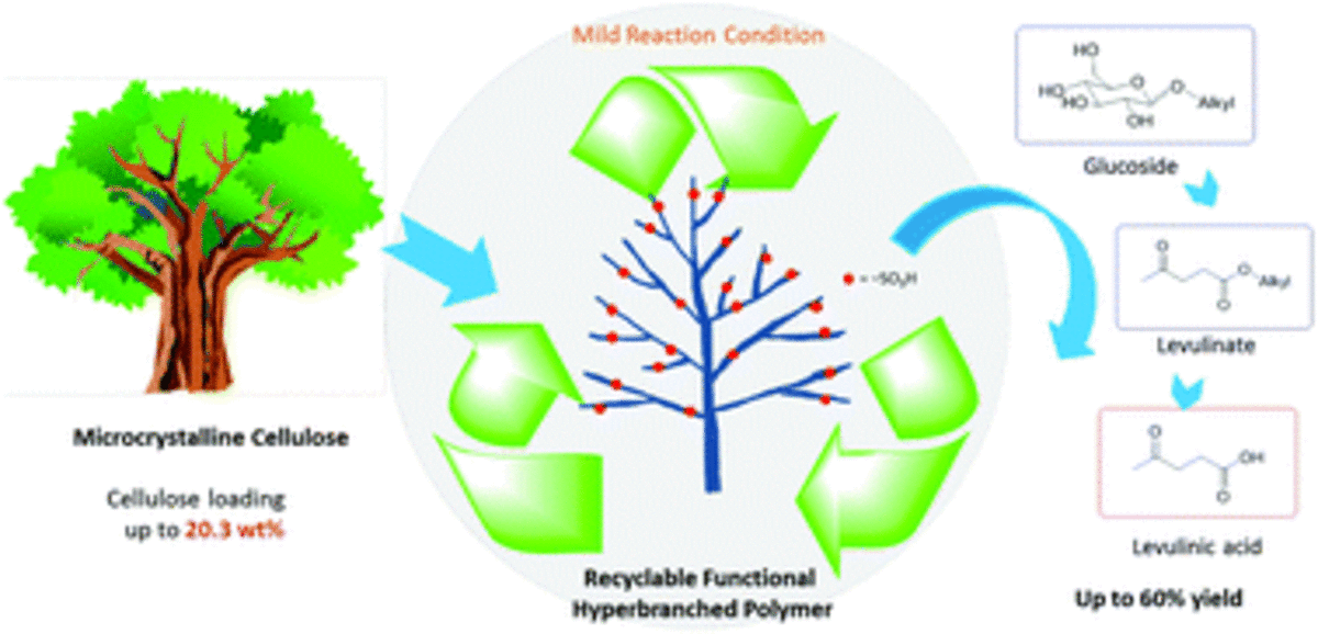 Fast catalytic conversion of recalcitrant cellulose into alkyl levulinates and levulinic acid in the presence of soluble and recoverable sulfonated hyperbranched poly(arylene oxindole)s