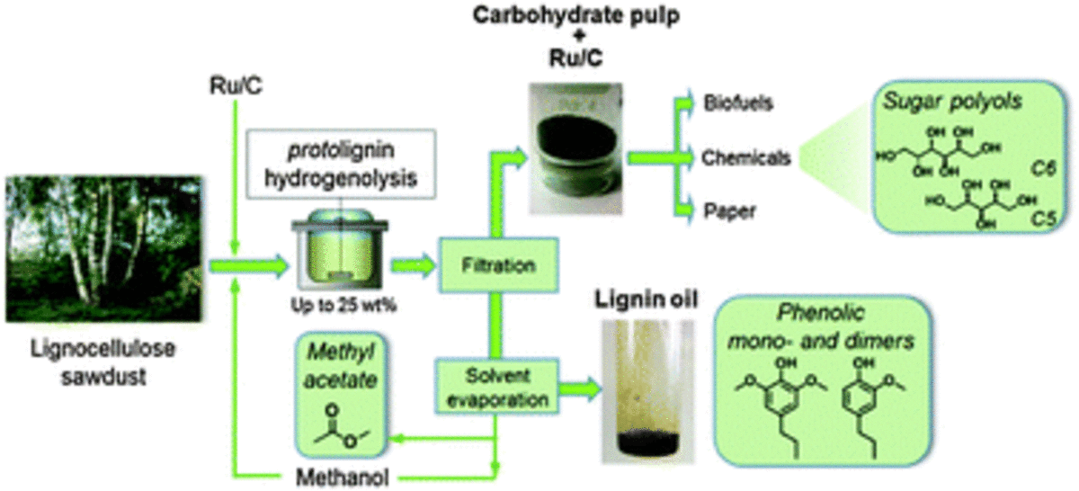 Reductive lignocellulose fractionation into soluble lignin-derived phenolic monomers and dimers and processable carbohydrate pulps